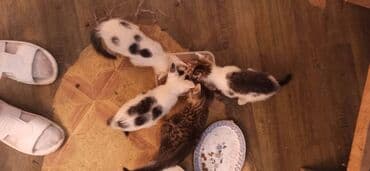 кот вязка: 1 айлык, Эркек — 2
