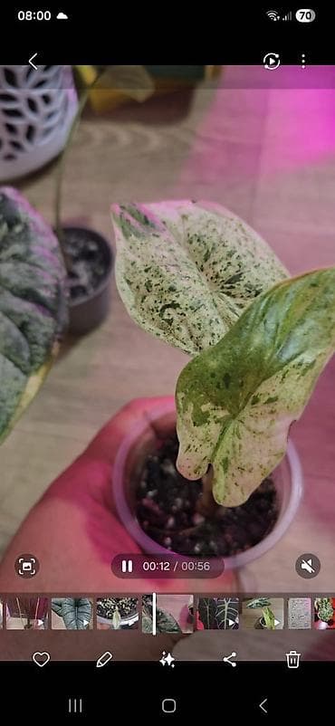 ди 2: Алоказии — коллекционные комнатные растения Предлагаются алоказии с — 9