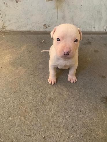 срочна алмашам: Питбуль, 1 месяц, Самец — 8