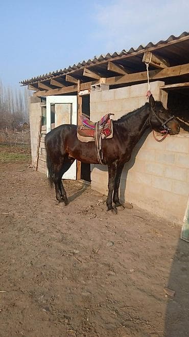 Услуги ветеринара: Продаю | Конь (самец) | Кара Жорго | Рабочий | Мерин — 3