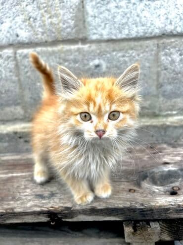 корм для кошек и котят: Мышык бекер берилет: Породасыз, 2 айлык, Ургаачы, Лотокко барууга үйрөтүлгөн — 3