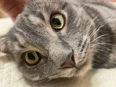 Собаки: Кошка даром: Британская короткошёрстная, 4 года, Мальчик — 1