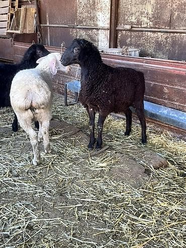 утята муларды купить: Продаю | Овца (самка) | Полукровка | Для разведения — 4