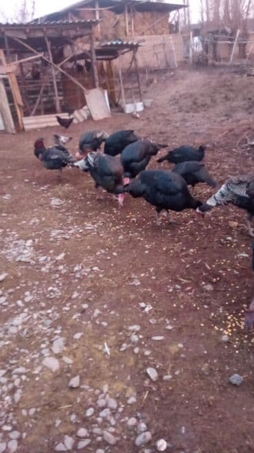 Аквариумы: Продаю | Индюшка (самка) | Для разведения — 3