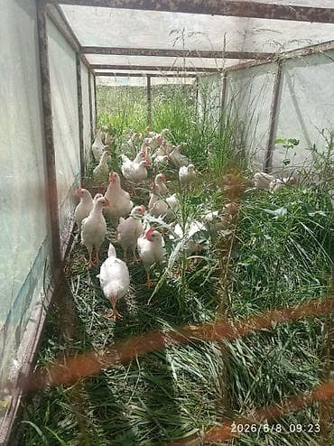 инкубационный яица: Продаю | Куры | Для разведения — 4
