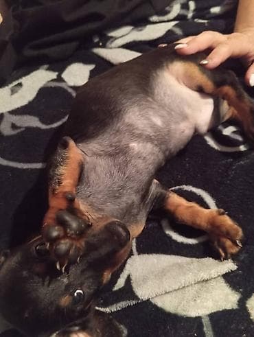 еда для собак: Продаются щенки породы таксы, два мальчика и одна девочка — 2