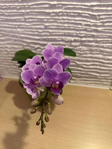фуршетный стол: Мини-орхидея фаленопсис Sogo Vivien blue в горшке. - Компактный сорт — 2