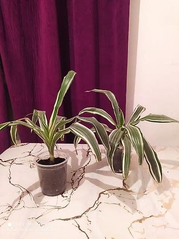 Сейфы: Комнатные растения в горшках - Драцена вариегатная (Dracaena — 1
