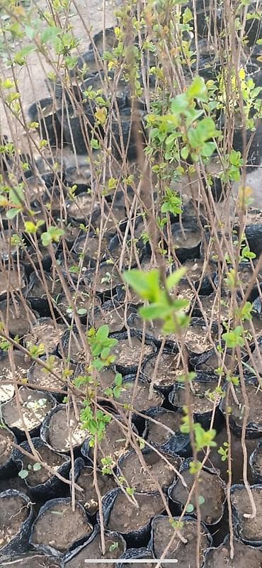 корни валерианы: Саженцы лагерстремии (индийская сирень) с ярко‑красными соцветиями. - — 2