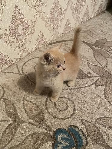 отдам даром котенка: 2 месяца, Девочка, Рыжий, Приучена к лотку — 1