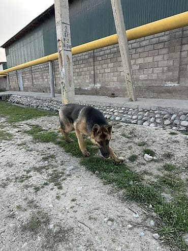 овчарка токмок: Немис овчаркасы, 4 айлык, Эркек, Эмделген — 3