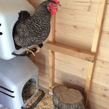 продажа кормов для сельскохозяйственных животных: Птичье гнездо оборудование может зафиксировать на стене для курицы — 4