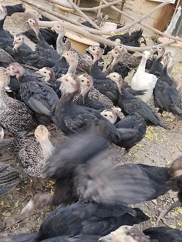 ит ош итер: Продаю | Индюшата | Бройлерная | На забой — 3