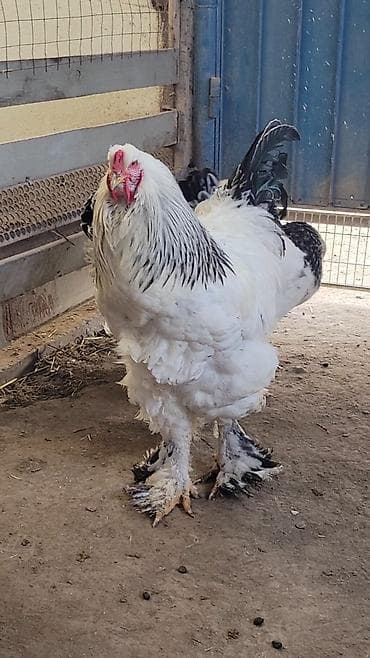 сулайман тоо: Молодой Петушок колумбийской СВЕТЛОЙ БРАМЫ. Находится в пригороде — 5