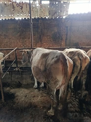 чистокровный тай: Продаю | Корова (самка) | Швицкая | Для разведения | Племенные — 5