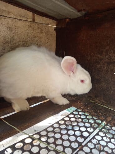 домик для птицы: Продаю | Крольчата | Белый великан | Для разведения | Племенные — 5