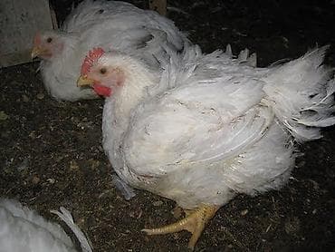 тушки кур: Продаю | Куры | Бройлерная | На забой — 4