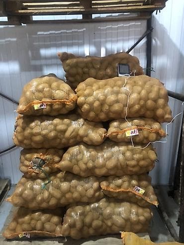 Продукты питания: Картошка — 3
