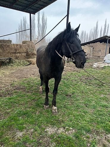 Айыл-чарба жаныбарлары: Сатам | Байтал | Жумушка | Асыл тукумдуу — 1