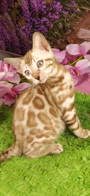 новорожденные котята: Друзья !!! питомник Бен Гла Мур с радостью предлагает новый помет. от — 24