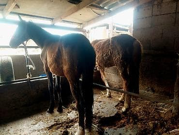 собаки для охоты: Продаю | Кобыла (самка) | Кара Жорго | На забой, Рабочий — 3