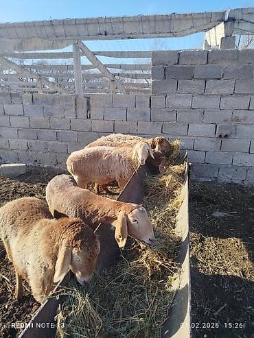 Продаю | Овца (самка) | Эдильбаевская | Для разведения