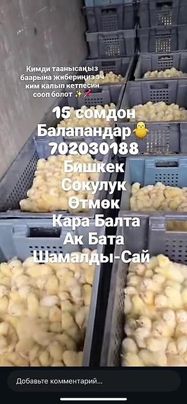 машинка для стрижки животных: Продаю | Цыплята | Бройлерная | На забой — 1