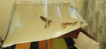 корм для форел: Гуппи одна стоит 150 - Аквариумные живородящие рыбки гуппи (Poecilia — 2