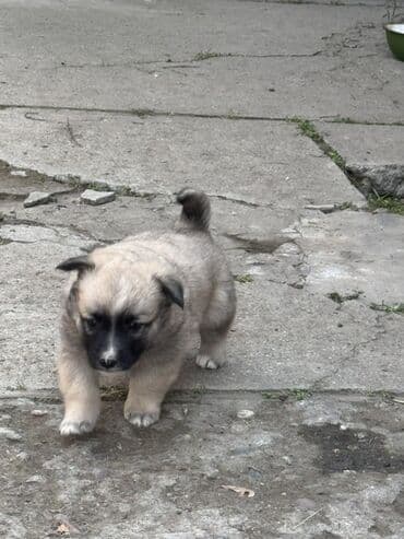 йоркширский терьер цена бишкек: Собака даром: Дворняжка, 2 месяца, Самец — 2