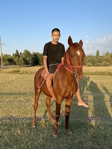 кон: Продаю | Жеребец | Рабочий — 5