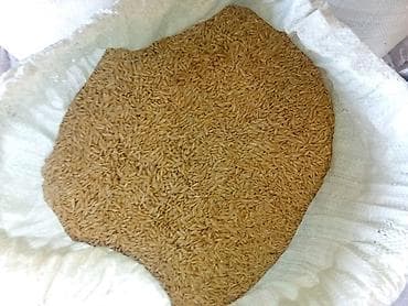 оптовые цены на продукты бишкек: Ячмень чистый. Арпа таза — 2