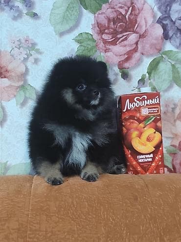 щенки самоеды: Шпиц, 2 месяца, Самка, С родословной — 3