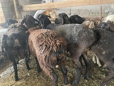 Продаю | Баран (самец) | На забой at lalafo.kg Продаю | Баран (самец) | На забой