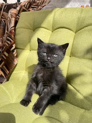 мышык фото: Отдам даром котеночка мальчик возраст 1 месяц очень ласковый игривый — 2