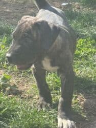 кане корсо купить щенка: Щенки Presa kanario - Очаровательные щенки с тигровым и однотонным — 4