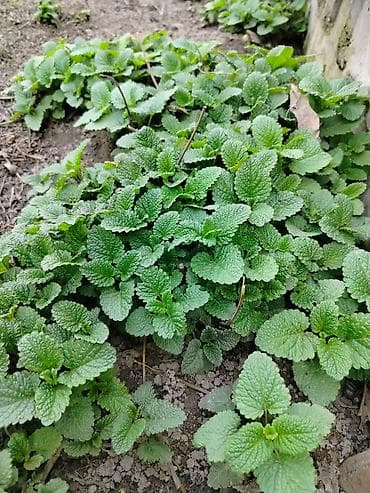 Мелисса лекарственная (лимонная мята). Кустик - 10 сом