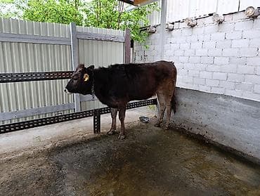 рыба маринка: Продаются две телочки . Село Красная речка.Цена договорная звонить на — 7