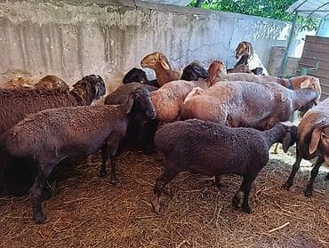 кой машынка: Продаю | Баран (самец), Овца (самка) | На забой — 5