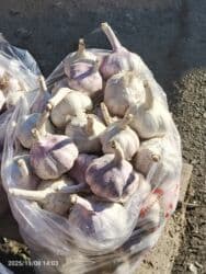 Чеснок В розницу, Самовывоз, Платная доставка