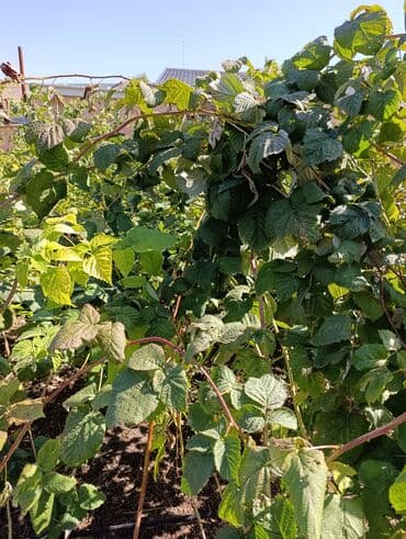 саженцы шиповника: Малина — 4