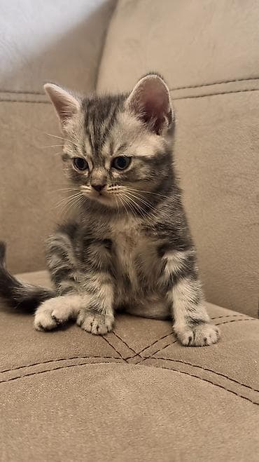 куплю кота британца: 🐱 Шотландские котята ищут любящие семьи 🐱 Возраст — 1 месяц и 20 дней — 8
