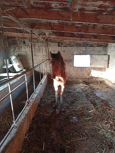 Башка жаныбарлар: Сатам | Тай | Жумушка — 2