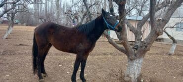 продажа домашних животных: Продаю | Конь (самец) | Полукровка | Рабочий — 1