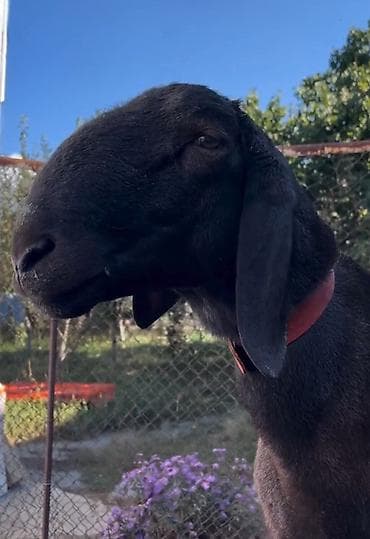 Продаю | Баран (самец) | Арашан | Для разведения