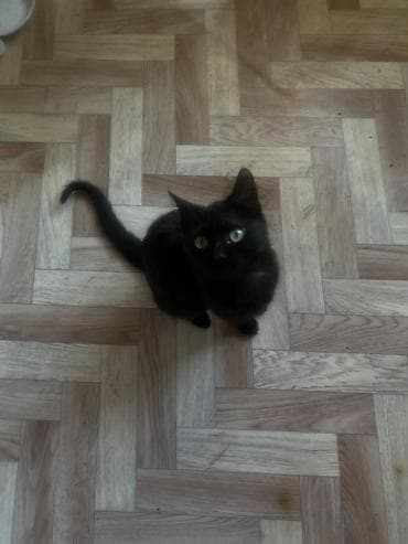 Зоотовары: Кошка даром: Беспородная, 4 месяца, Девочка, Приучена к лотку — 5