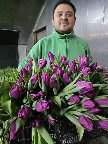 семена тюльпанов оптом: Тюльпаны оптом от производителя. Местная теплица, без посредников — 7