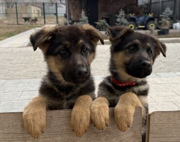 отдам в хорошие руки щенка ягдтерьера: Немецкая овчарка, 3 месяца, Самка, С прививкой, С родословной — 1