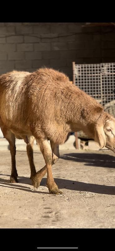Ветеринар кызматы: Сатам | Ургаачы кой (ургаачы) | Көбөйтүү үчүн — 4