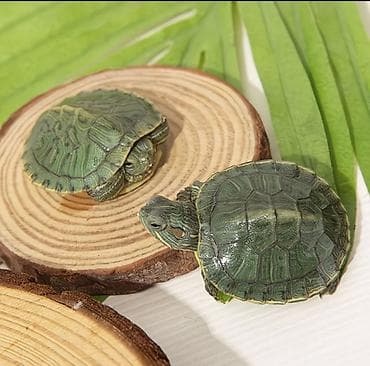 Кемирүүчүлөр: Водная черепаха (мелкие особи). - Вид: пресноводная, с тёмным — 4