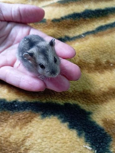 маленькие кошки: Карликовые хомячки джунгарики - Окрас: агouti/серо-бурый с тёмной — 1